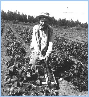 Alvin Wiensz Picking Strawberries