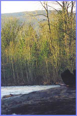 Vedder River, Eagles Roost