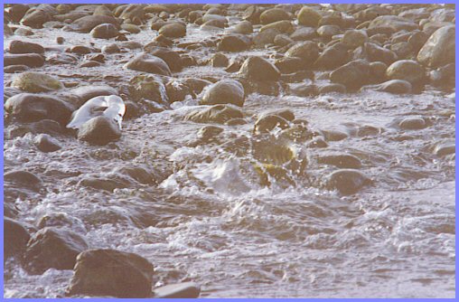 Vedder River, Spawning Stream